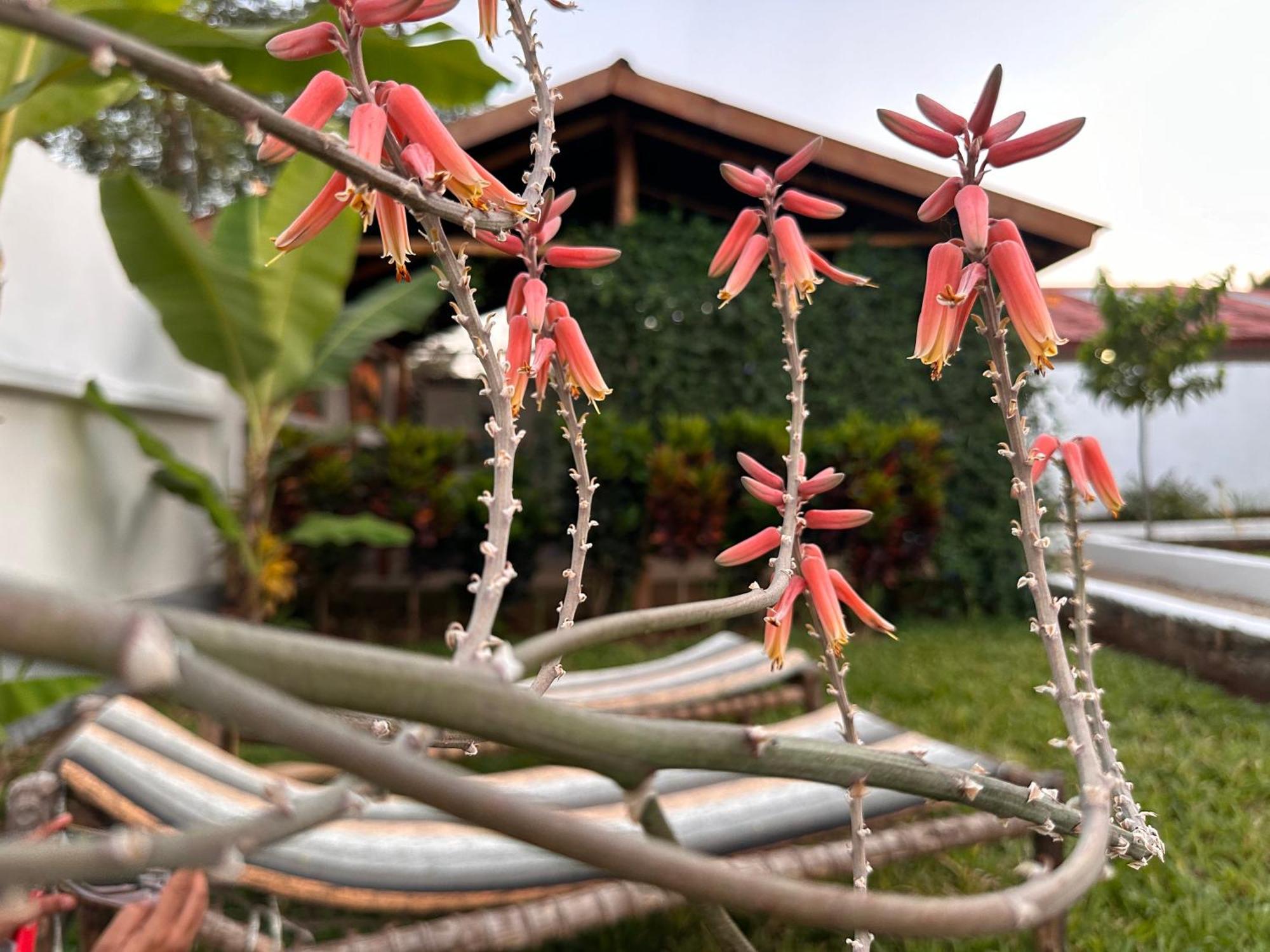 Garden Pearls Ξενοδοχείο Nungwi Εξωτερικό φωτογραφία